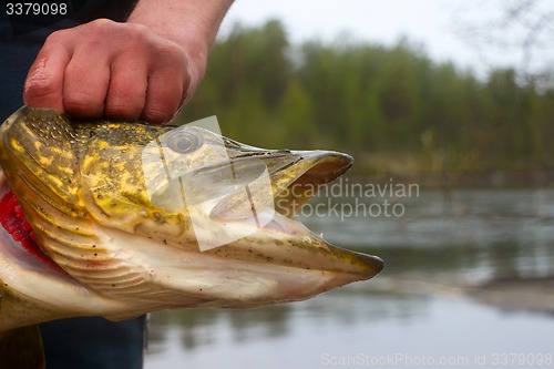 Image of large pike in the shallows of rivers