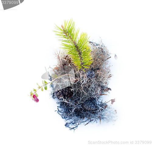 Image of natural moss for compositions on white background