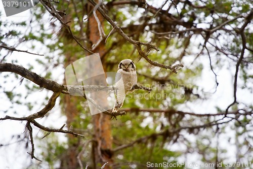 Image of Hawk owl in taiga