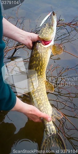 Image of pike fishing on the Arctic rivers