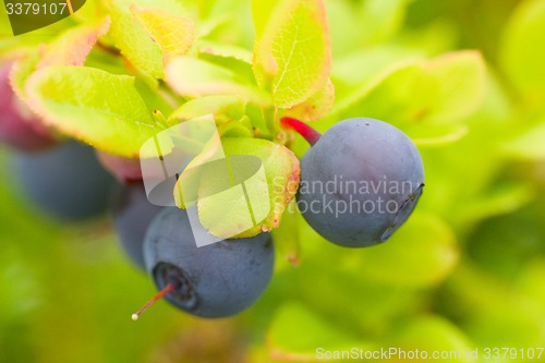 Image of black very ripe berries of bilberry