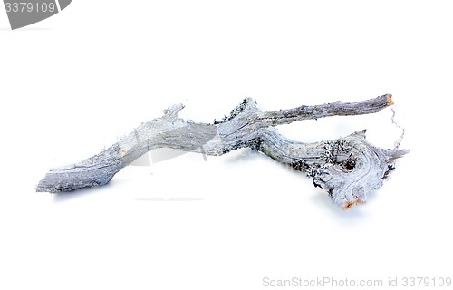 Image of very old decrepit tree branch