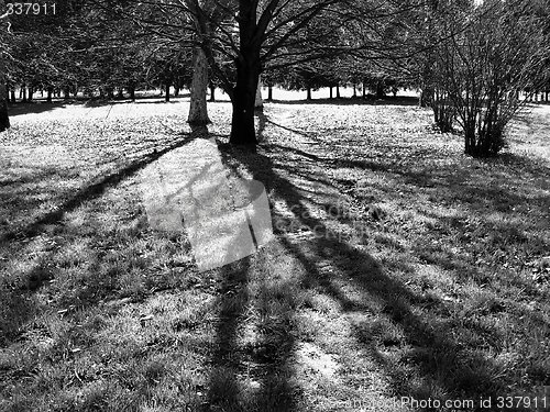 Image of shadows trees
