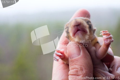 Image of baby squirrel wild child