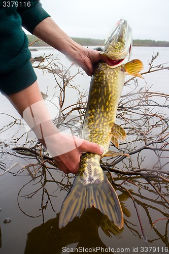 Image of pike caught in the polar day