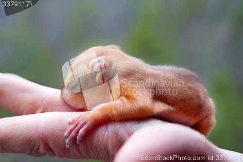 Image of baby squirrel wild child