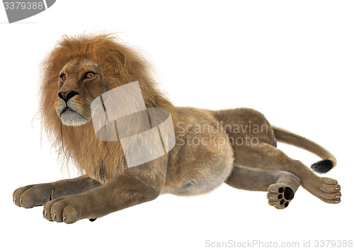 Image of Male Lion