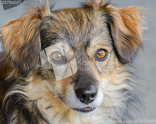 Image of Red dog