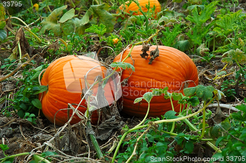 Image of Pumpkins in the Field