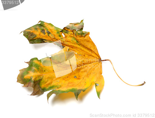 Image of Autumn dry maple-leaf on white background