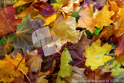 Image of Autumn dry maple leafs