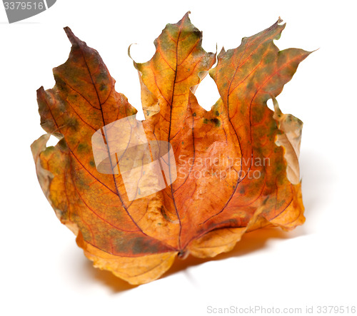 Image of Dry autumn maple leaf on white background