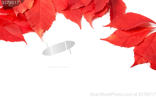 Image of Autumn leaves frame (Virginia creeper leaves)