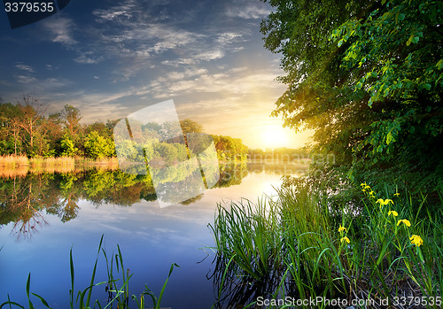 Image of Flowers near river