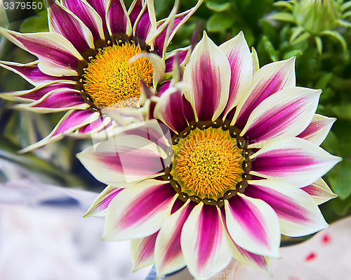 Image of White and purple gazania flowers