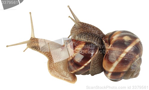 Image of Snails Mating