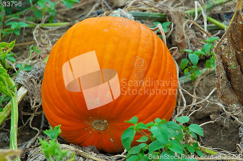 Image of Pumpkin on the Vine
