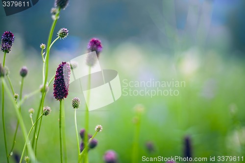 Image of Abstract beautiful gentle spring flower background.  Closeup with soft focus. Sweet color