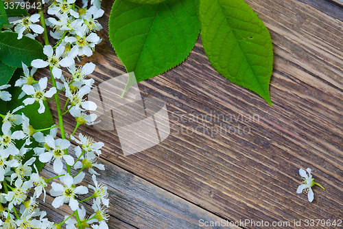 Image of blossom bird cherry