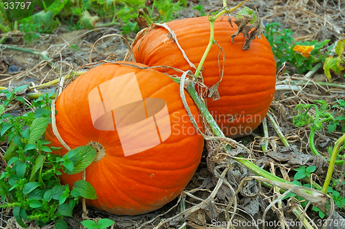 Image of Pumpkins on the Vine