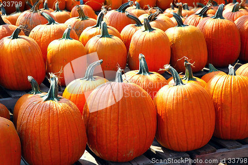 Image of Rows and Rows of Pumpkins