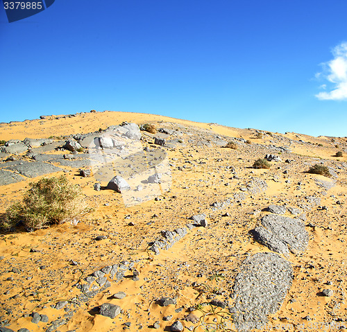 Image of  old fossil in  the desert of morocco sahara and rock  stone sky