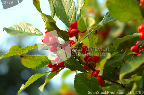 Image of Red Berries