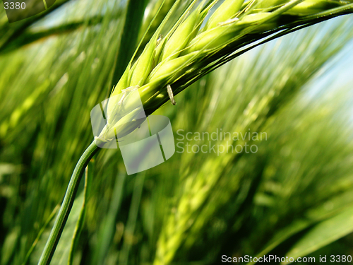 Image of barley spikes