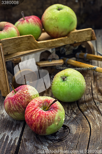 Image of Autumn harvest apples