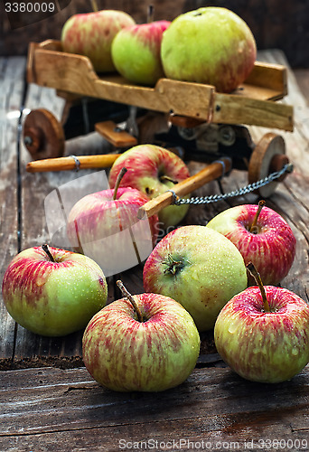 Image of Autumn harvest apples