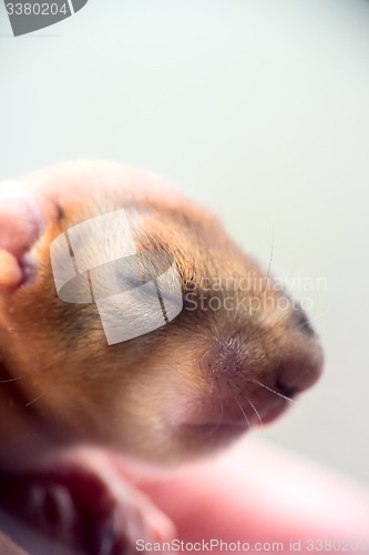 Image of baby squirrel wild child