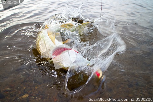 Image of pike were being caught right now fishing