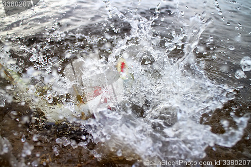Image of water boils when fishing for pike