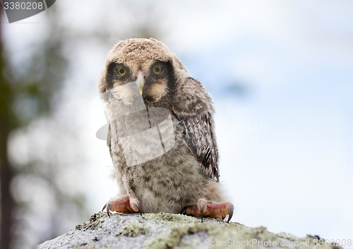 Image of owl on stone in the forest