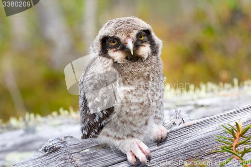 Image of Hawk owl in a mountain forest