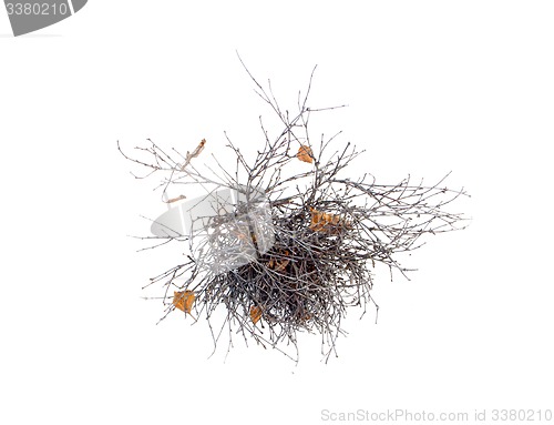 Image of  tangle of branches on a white background