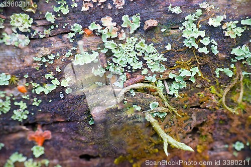 Image of old moss-covered wood