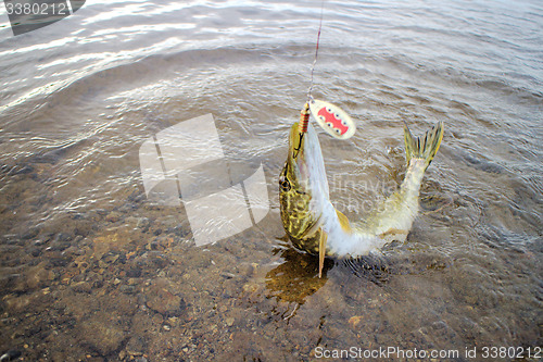 Image of pike caught on a bait well