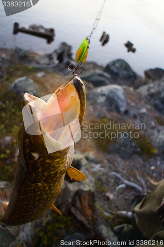 Image of pike fishing big Northern fish
