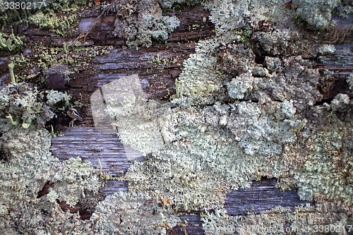 Image of old moss-covered wood