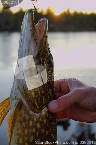 Image of pike fishing big Northern fish