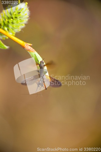 Image of insects drink North the nectar of a flowering tree