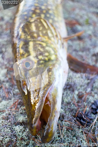 Image of pike fishing big Northern fish