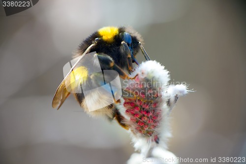 Image of summer Bumble bee insect flower macro