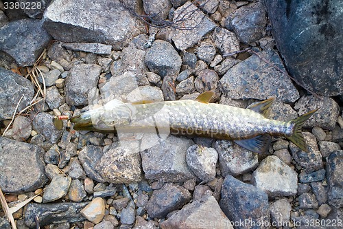 Image of again, fishing Northern pike trophy