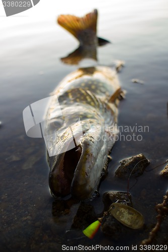 Image of pike fishing big Northern fish