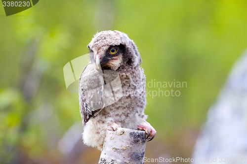 Image of Hawk owl in Scandinavian taiga