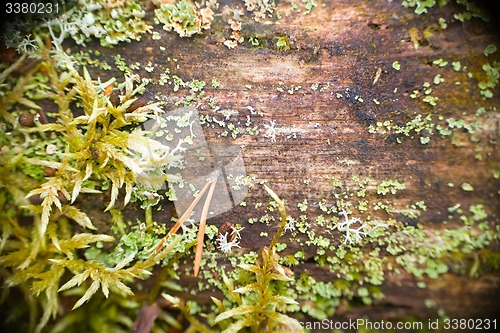 Image of old moss-covered wood