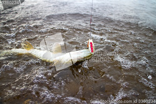 Image of pike fishing Northern fish