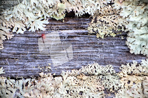 Image of old moss-covered wood